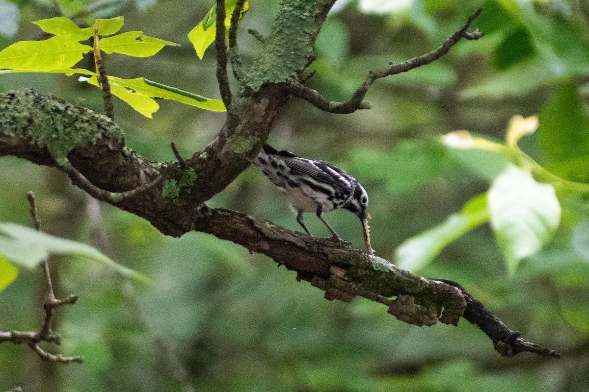 Black-and-white Warbler - ML619190975