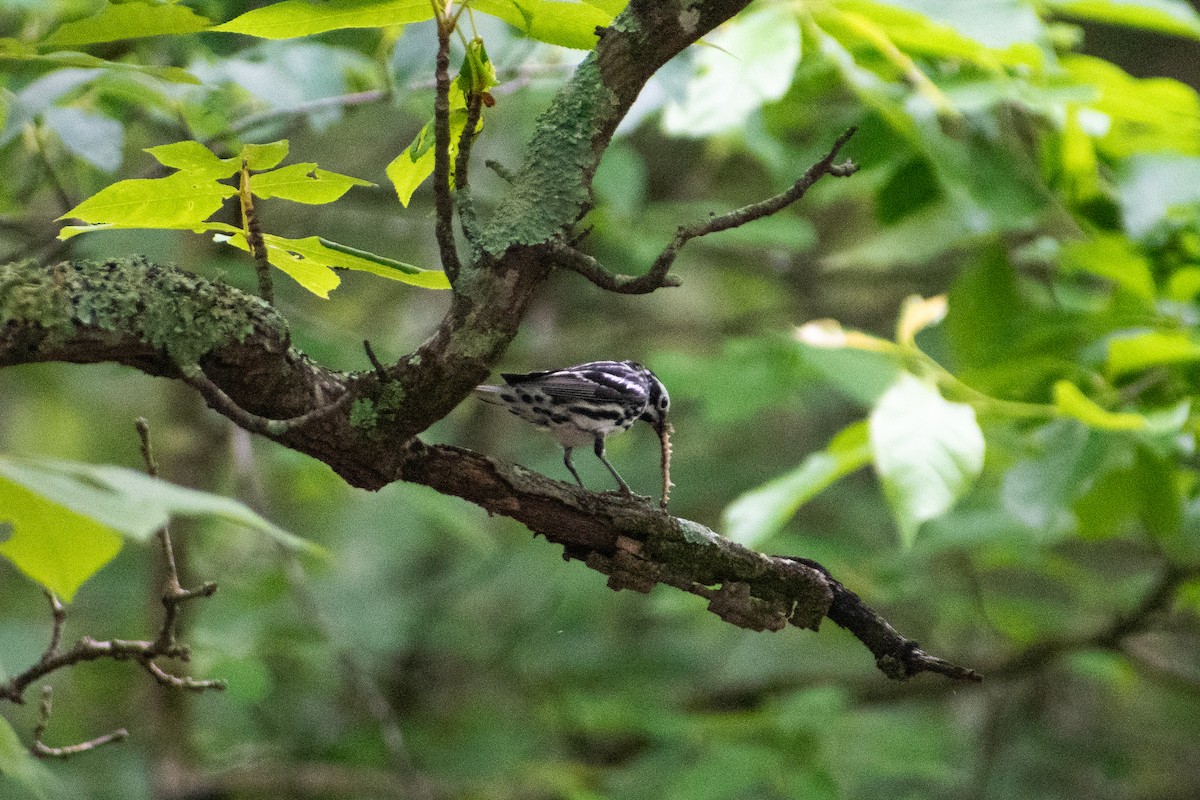 Black-and-white Warbler - ML619190977