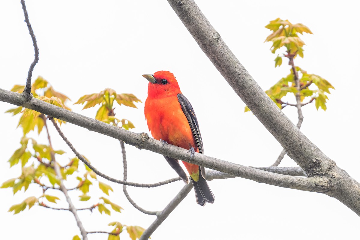 Scarlet Tanager - ML619190987