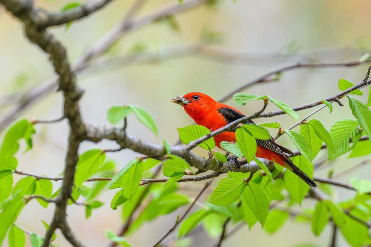 Scarlet Tanager - ML619190988