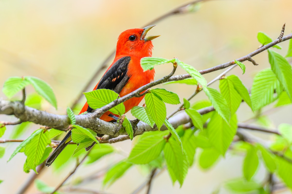 Scarlet Tanager - ML619190989