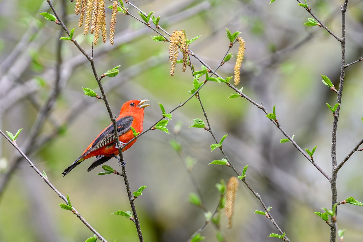 Scarlet Tanager - ML619190990