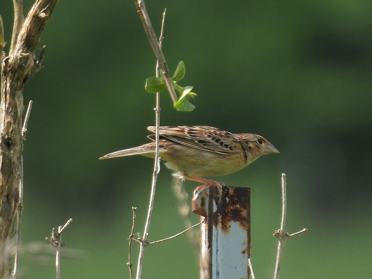 Grasshopper Sparrow - ML619190991