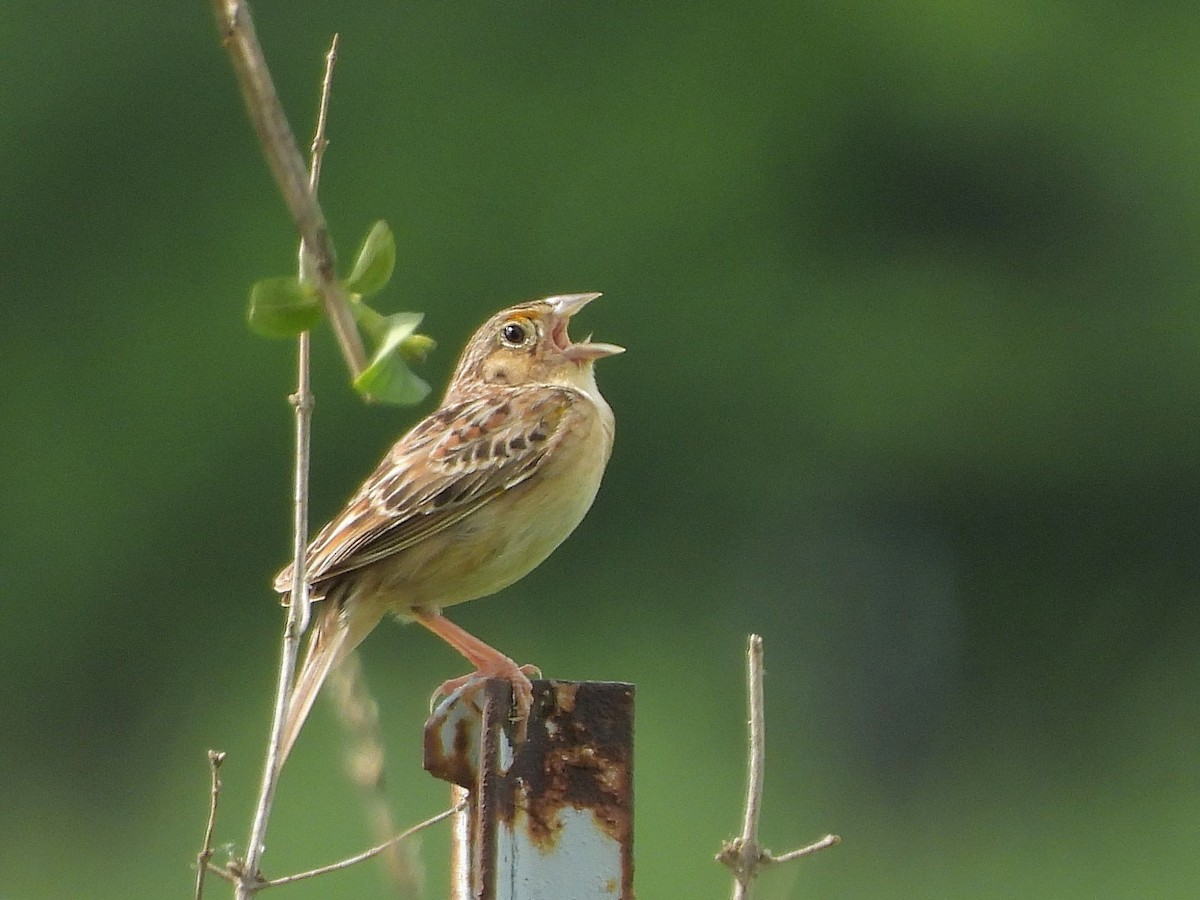 Grasshopper Sparrow - ML619190996