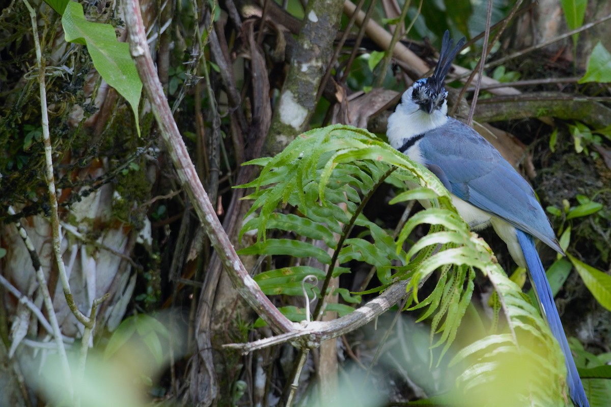 White-throated Magpie-Jay - ML619191036