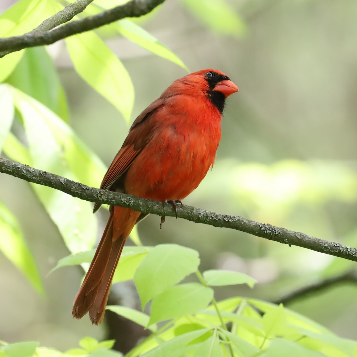 Cardinal rouge - ML619191043