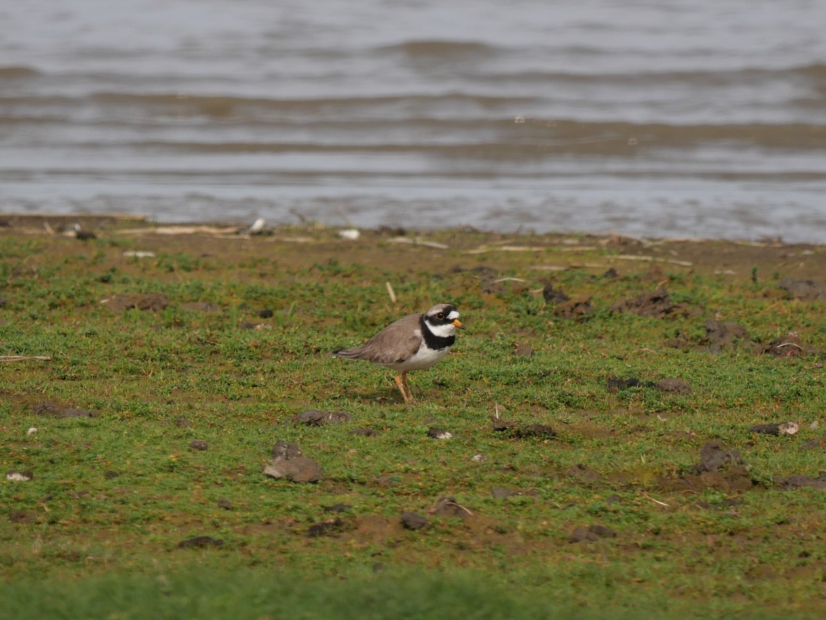 Common Ringed Plover - ML619191049