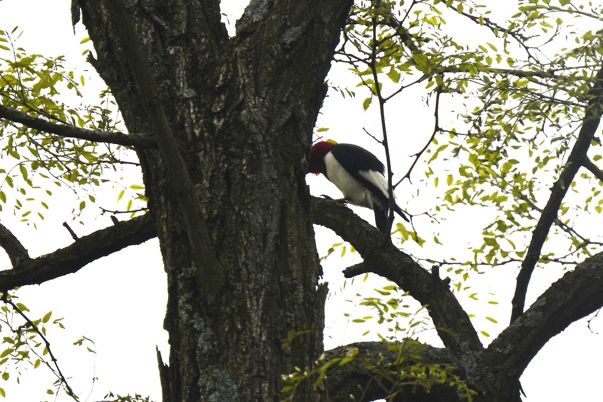 Red-headed Woodpecker - ML619191053