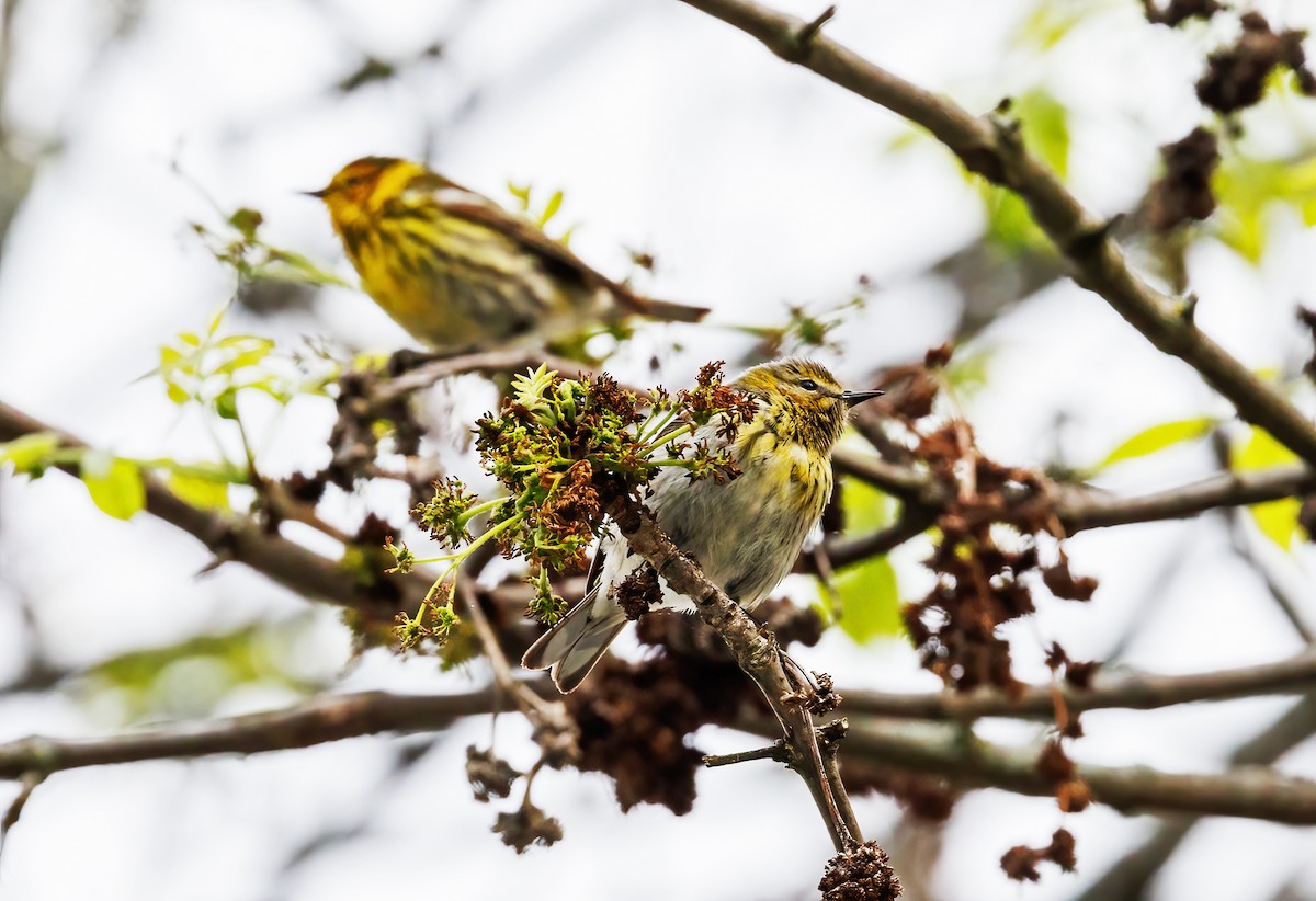 Cape May Warbler - ML619191080