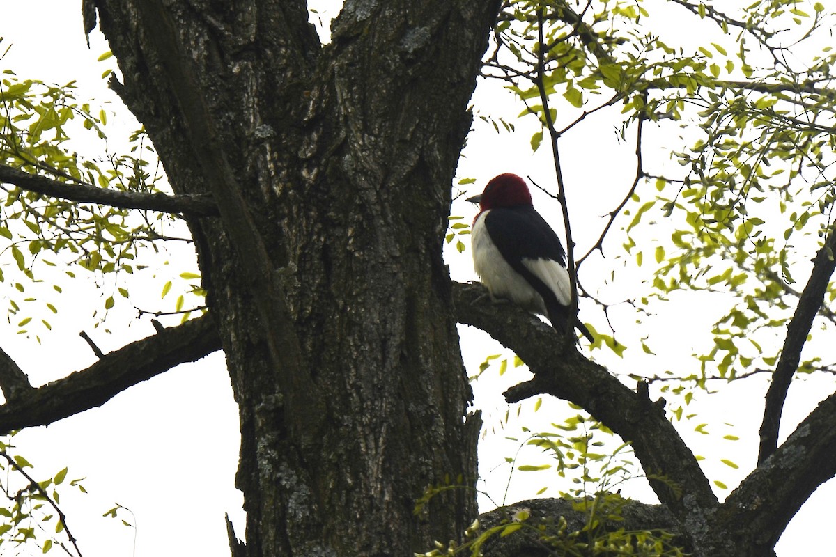 Red-headed Woodpecker - ML619191105