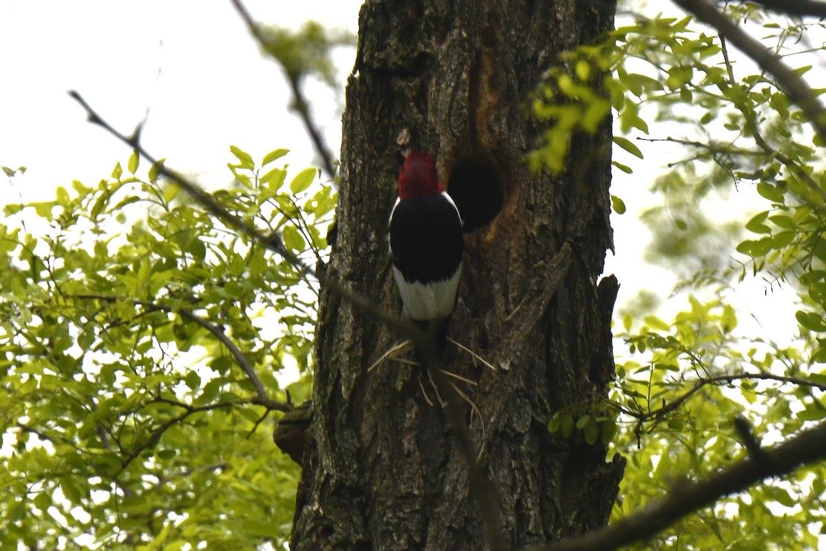 Red-headed Woodpecker - ML619191125