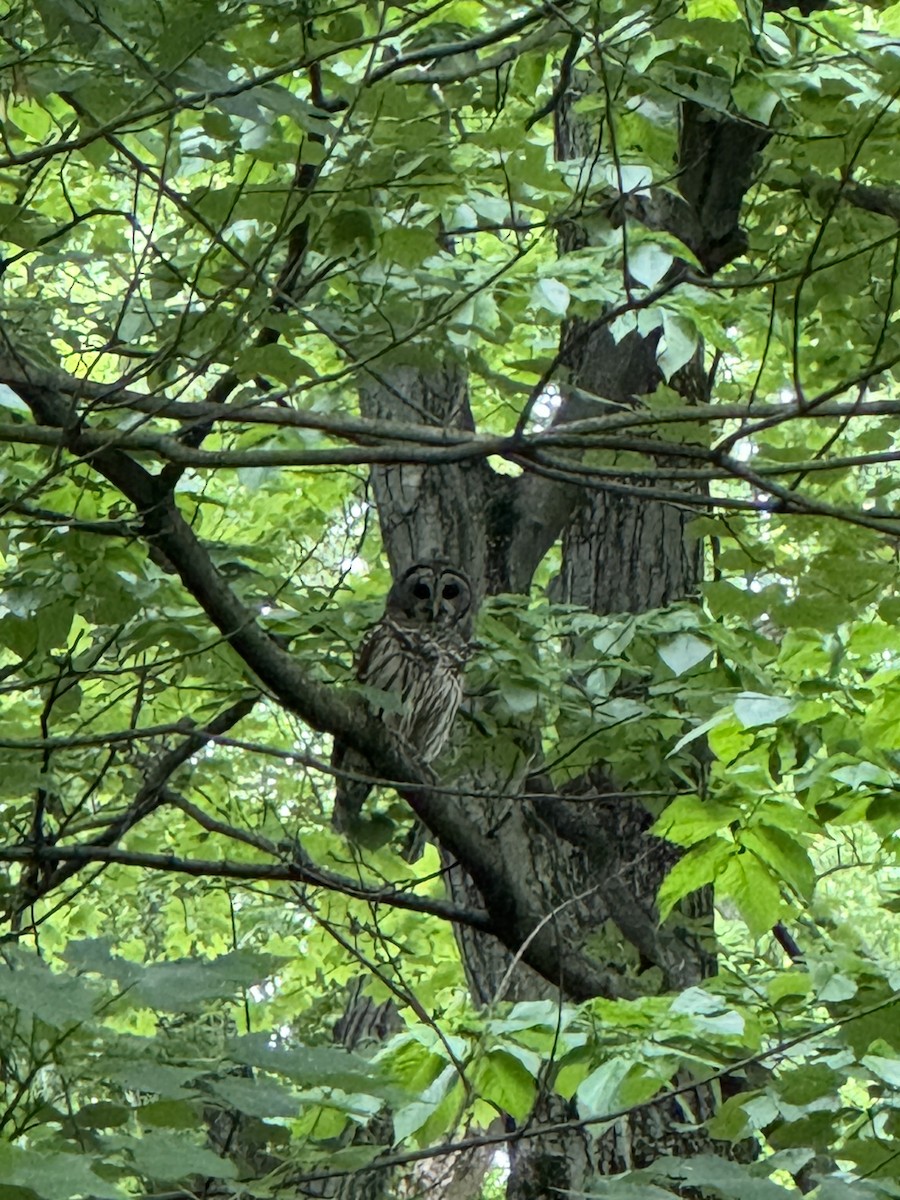 Barred Owl - ML619191144