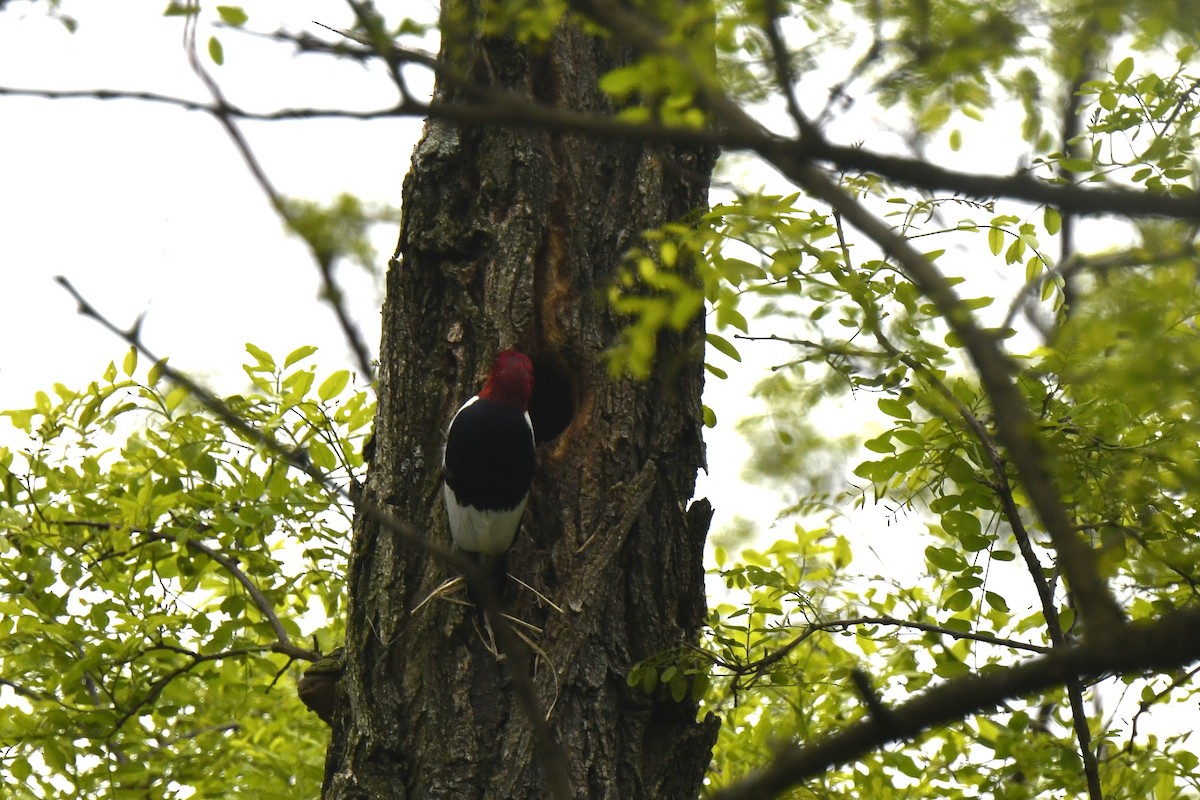 Red-headed Woodpecker - ML619191145
