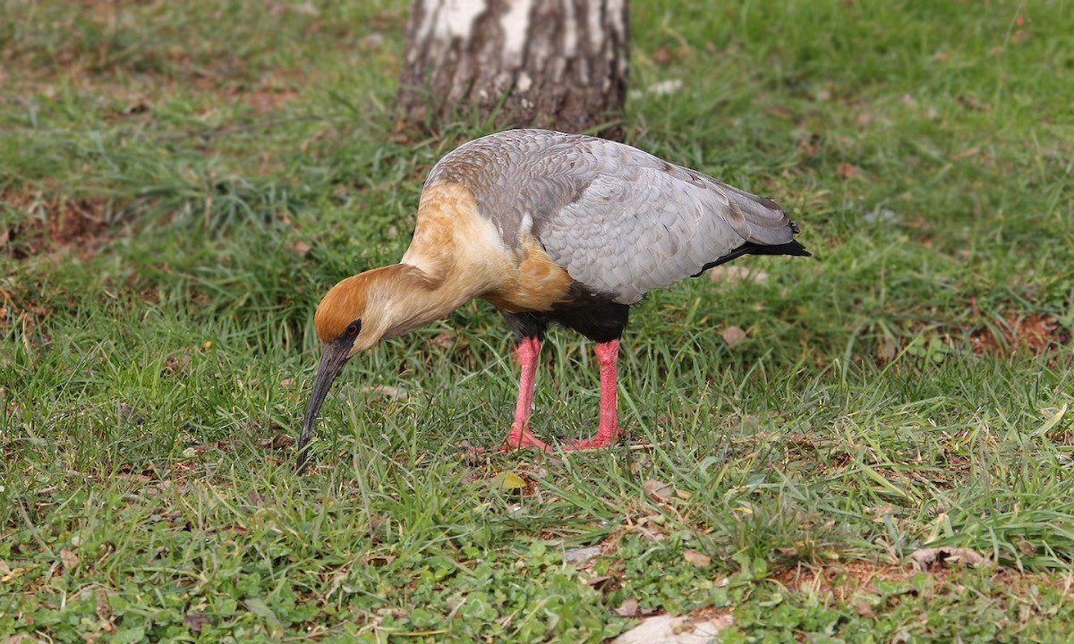 ibis laločnatý - ML619191175