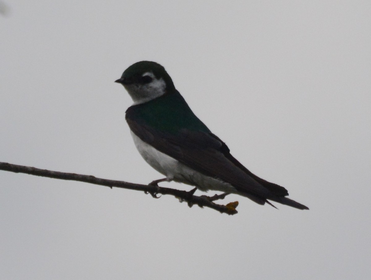 Violet-green Swallow - ML619191192