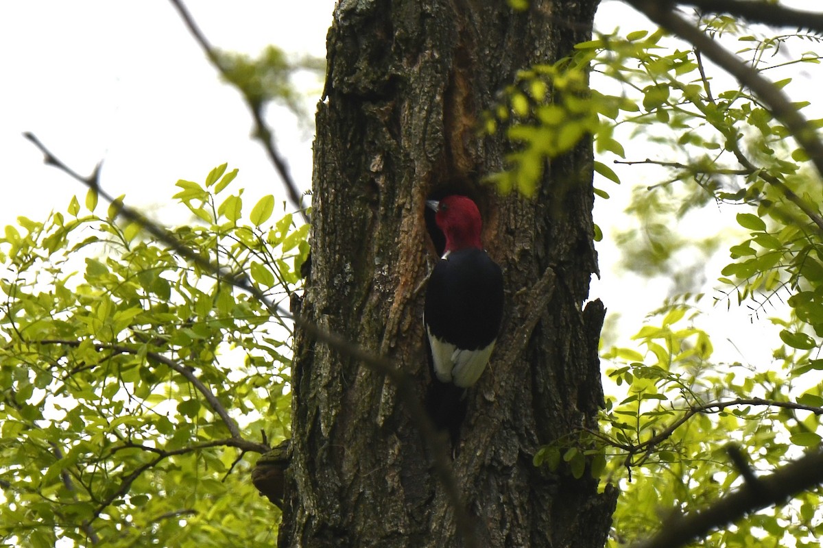 Red-headed Woodpecker - ML619191199