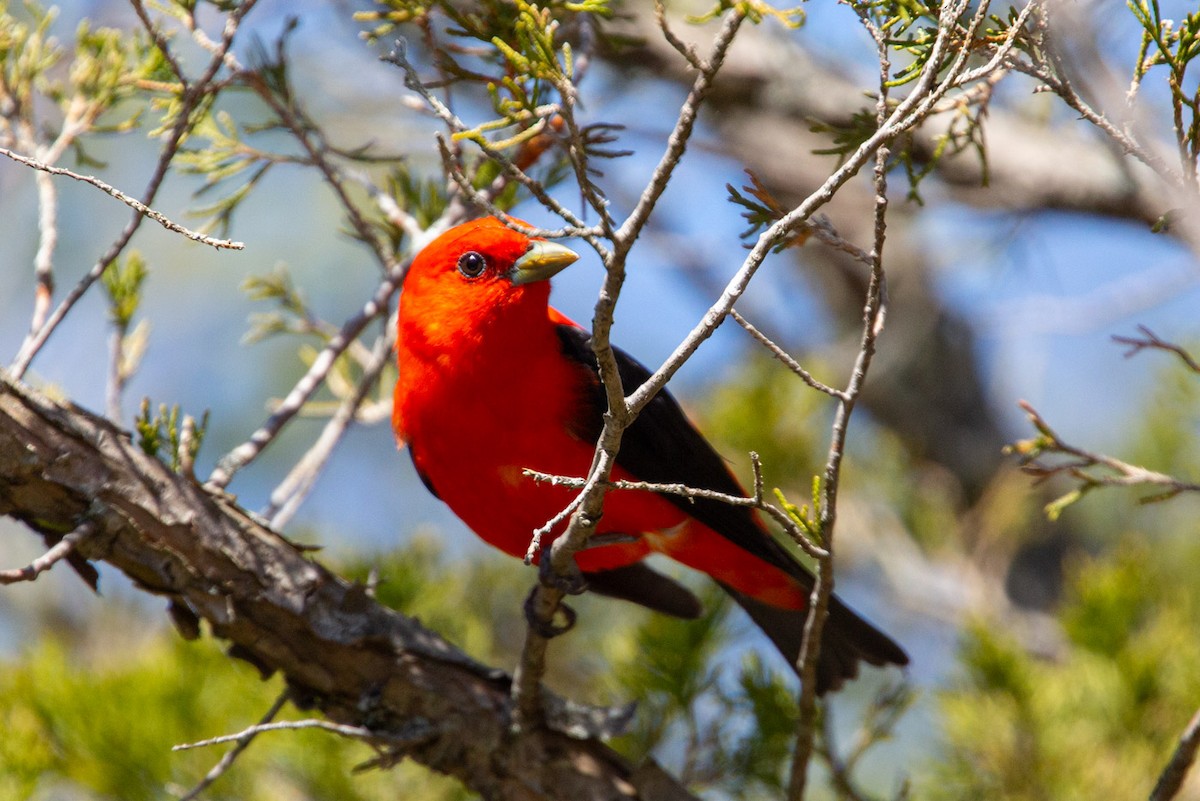 Scarlet Tanager - ML619191207