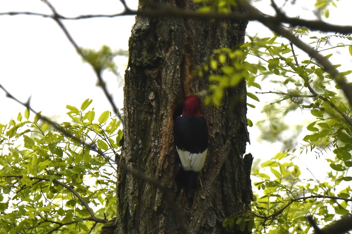 Red-headed Woodpecker - ML619191221