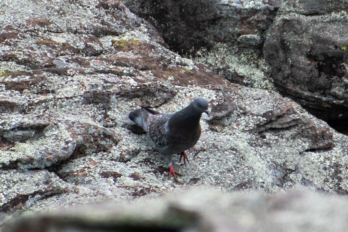 Rock Pigeon (Feral Pigeon) - ML619191228