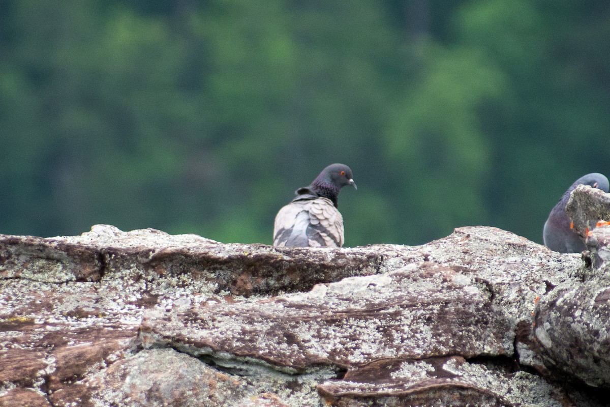 Rock Pigeon (Feral Pigeon) - ML619191229