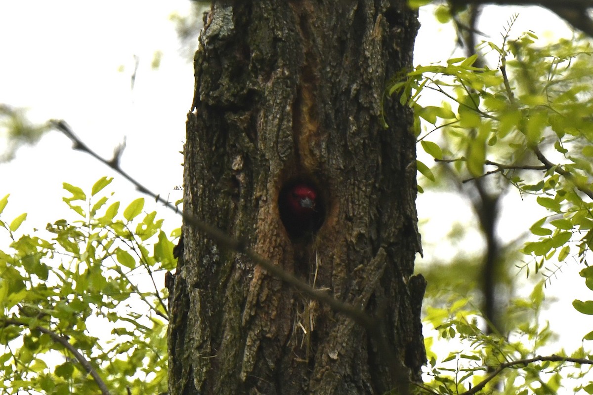 Red-headed Woodpecker - ML619191246