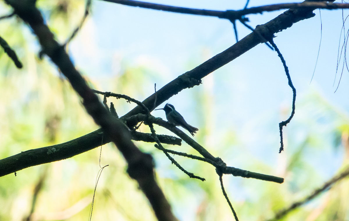 White-eared Hummingbird - ML619191252