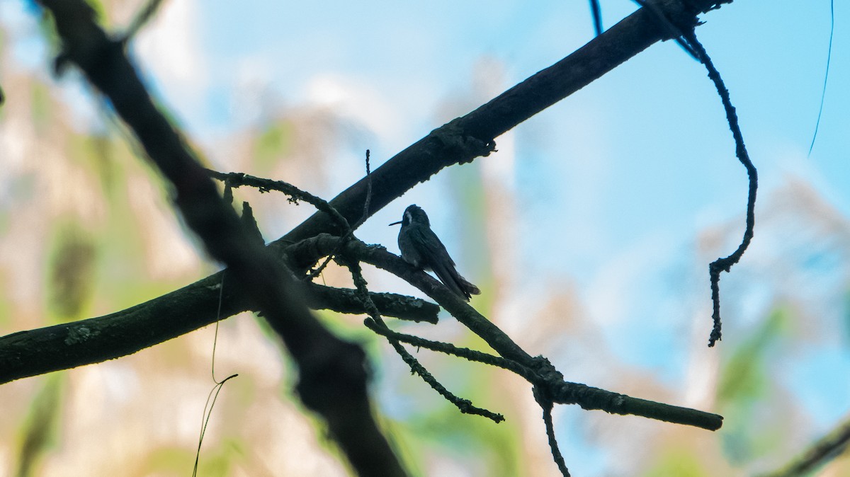 White-eared Hummingbird - ML619191262