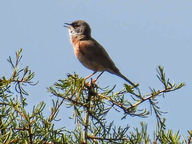 Spectacled Warbler - ML619191281