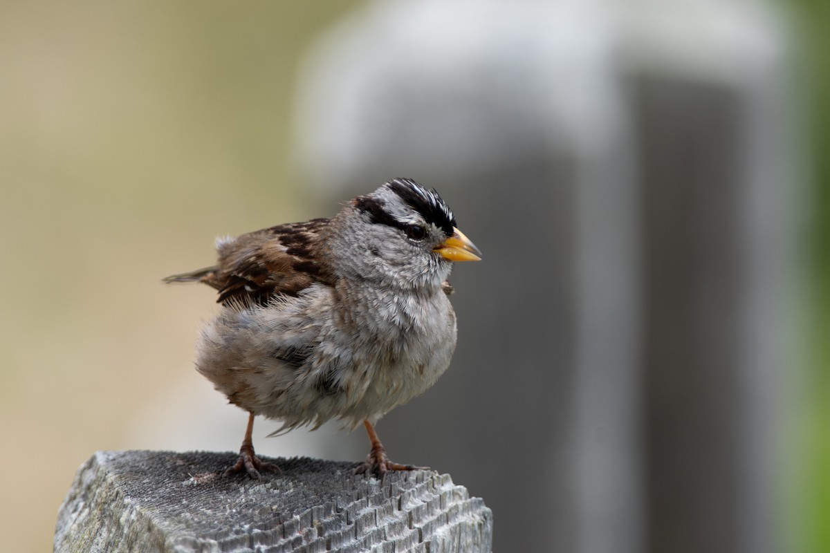 White-crowned Sparrow - ML619191299