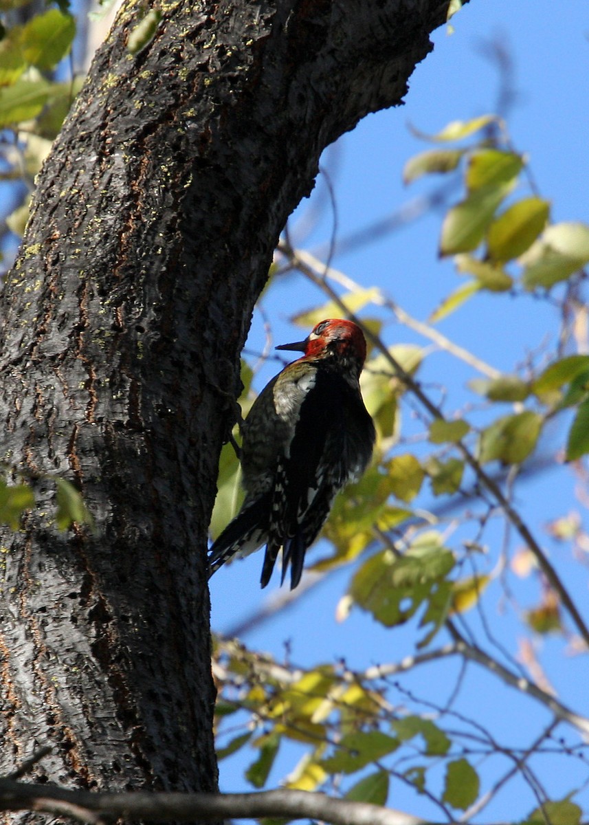 Red-breasted Sapsucker - ML619191302