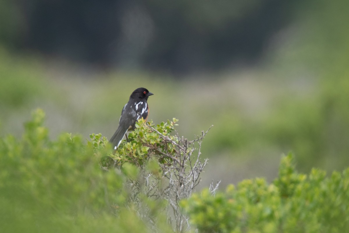 Spotted Towhee - ML619191305