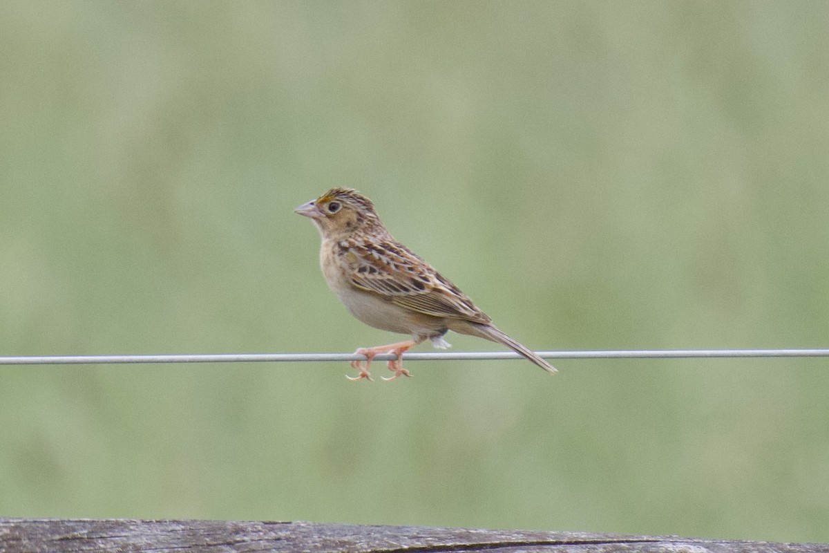 Grasshopper Sparrow - ML619191315