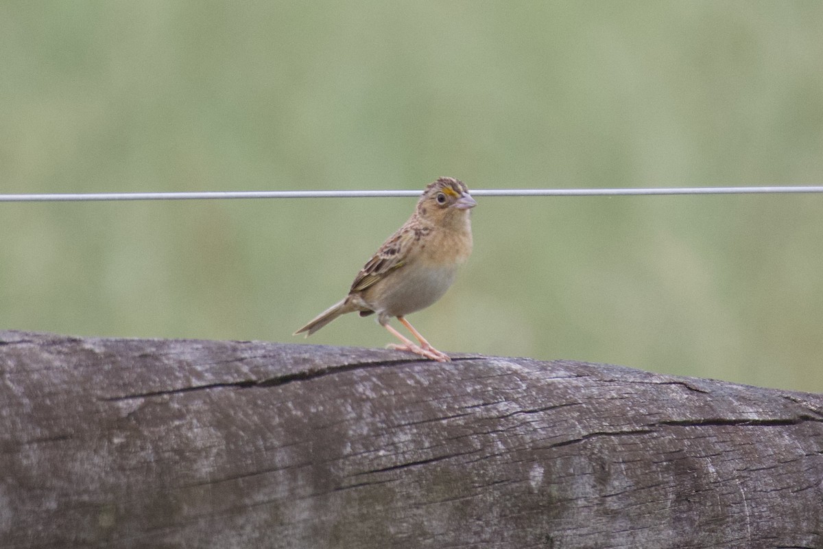 Grasshopper Sparrow - ML619191316