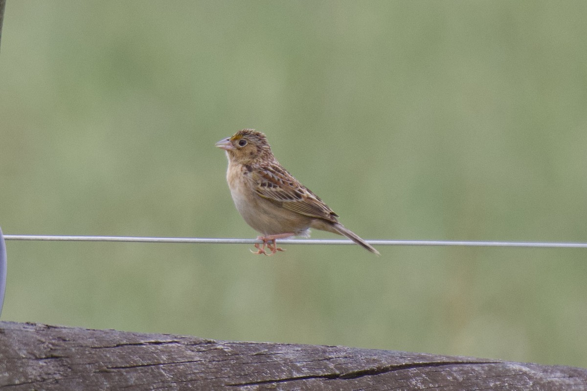 Grasshopper Sparrow - ML619191317