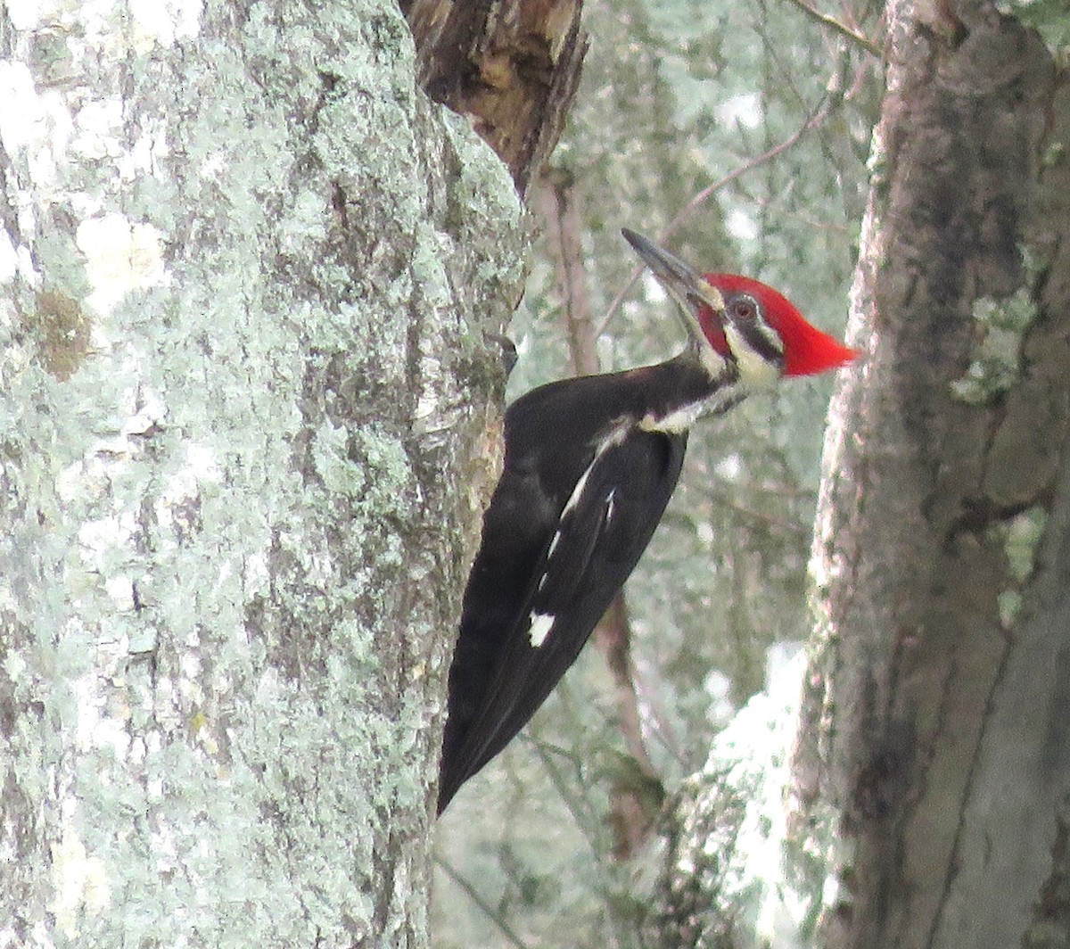 Pileated Woodpecker - ML619191351