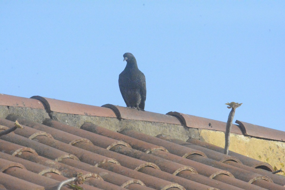 Rock Pigeon - ML619191356