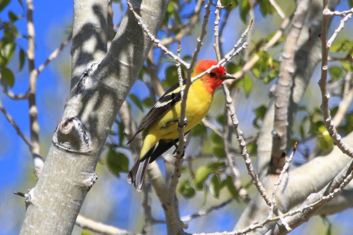 Western Tanager - ML619191368