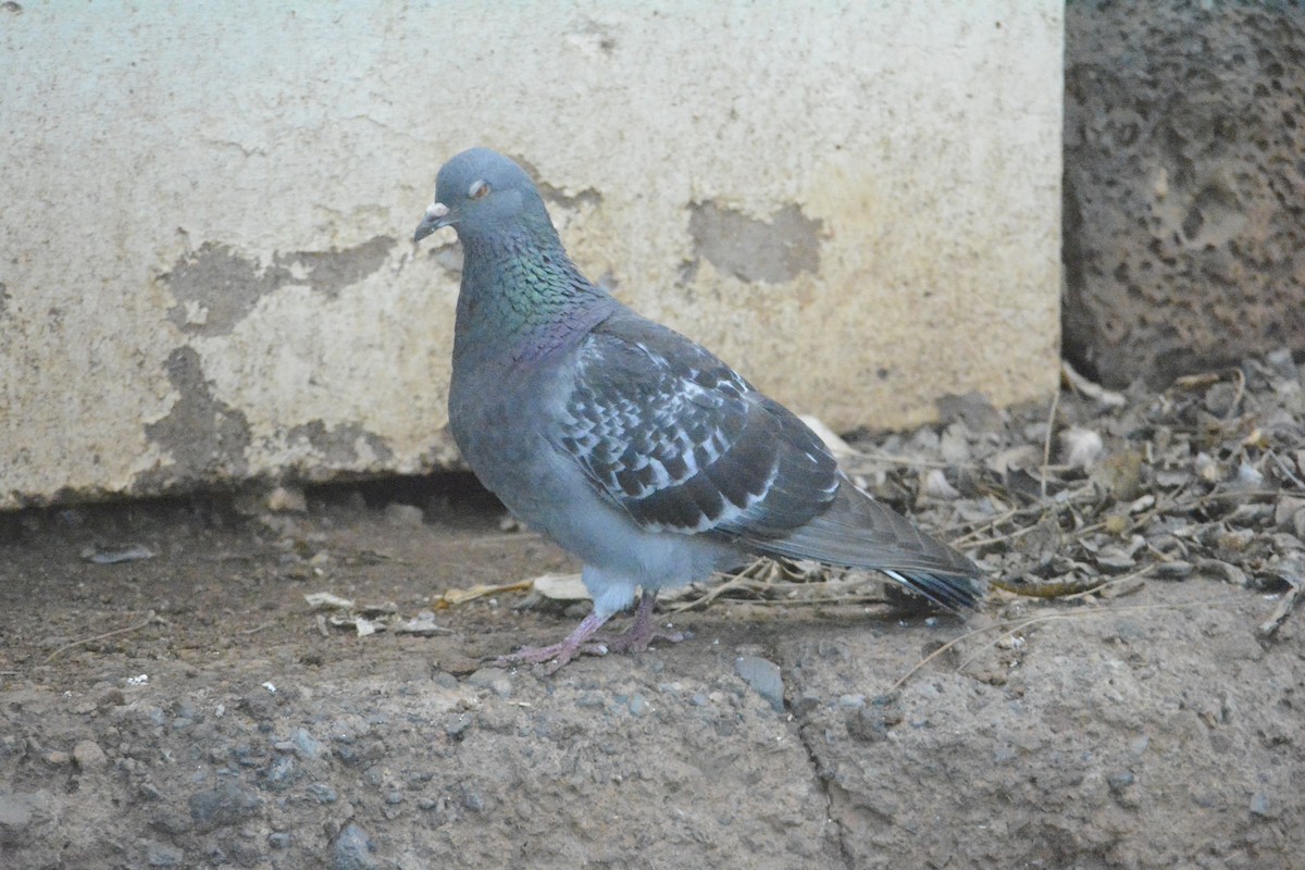 Сизый голубь (Одомашненного типа) - ML619191389