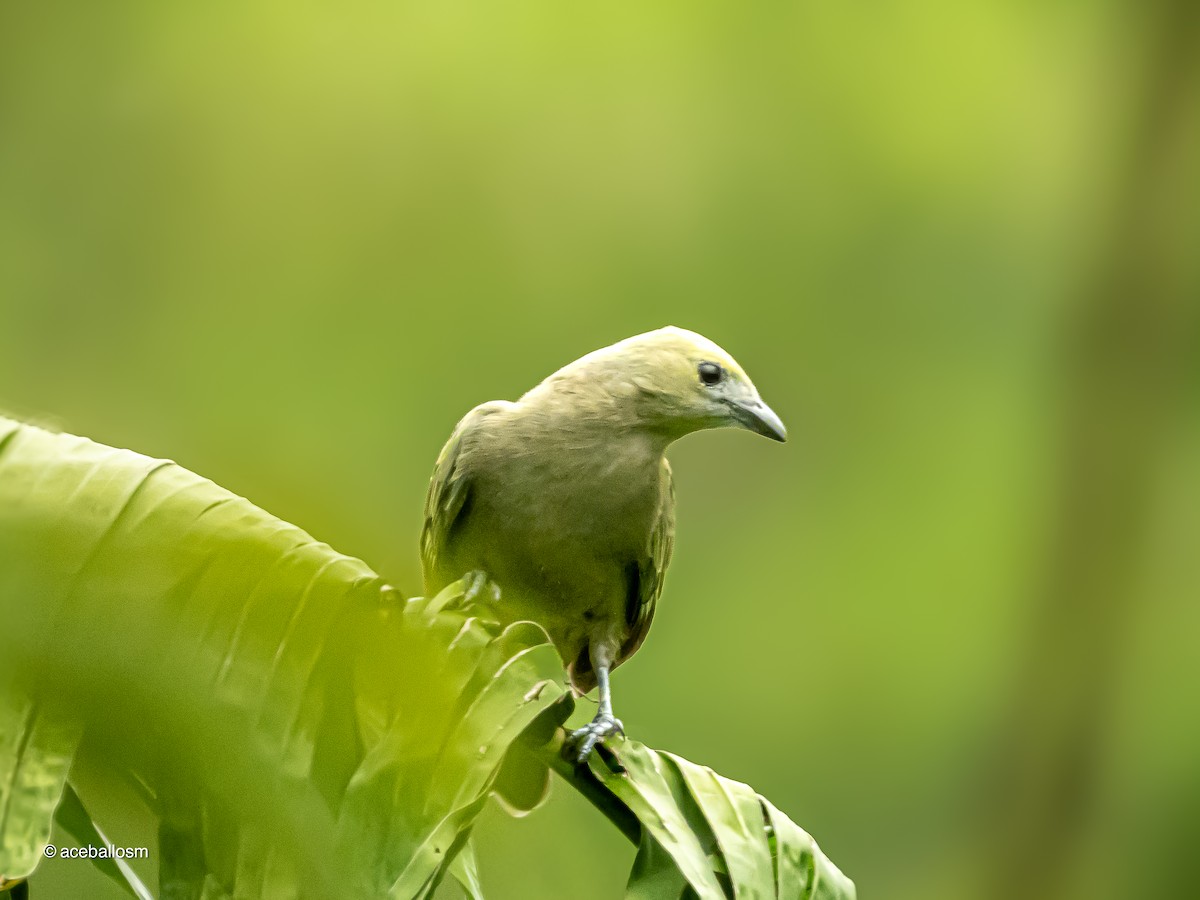 Palm Tanager - ML619191406