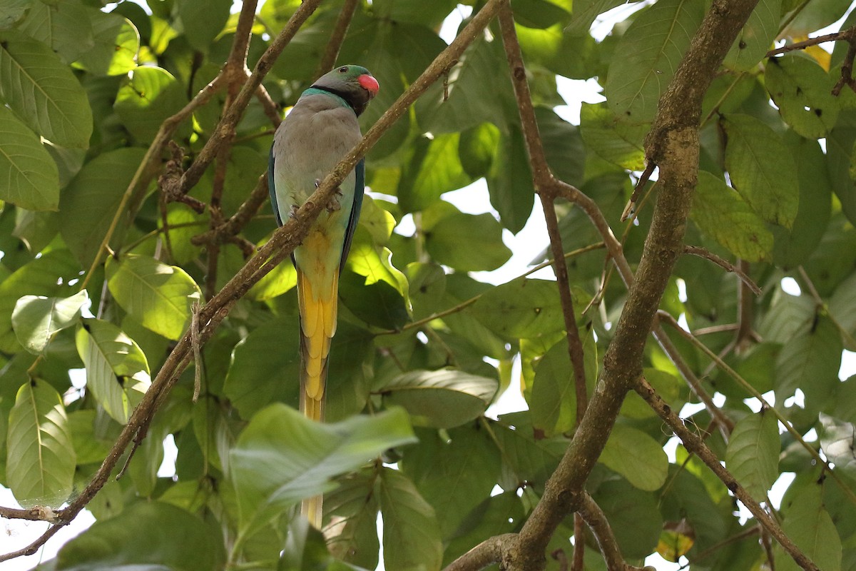 Malabar Yeşil Papağanı - ML619191415