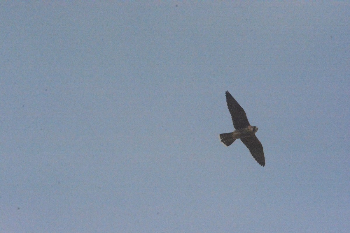 Peregrine Falcon (Barbary) - ML619191423