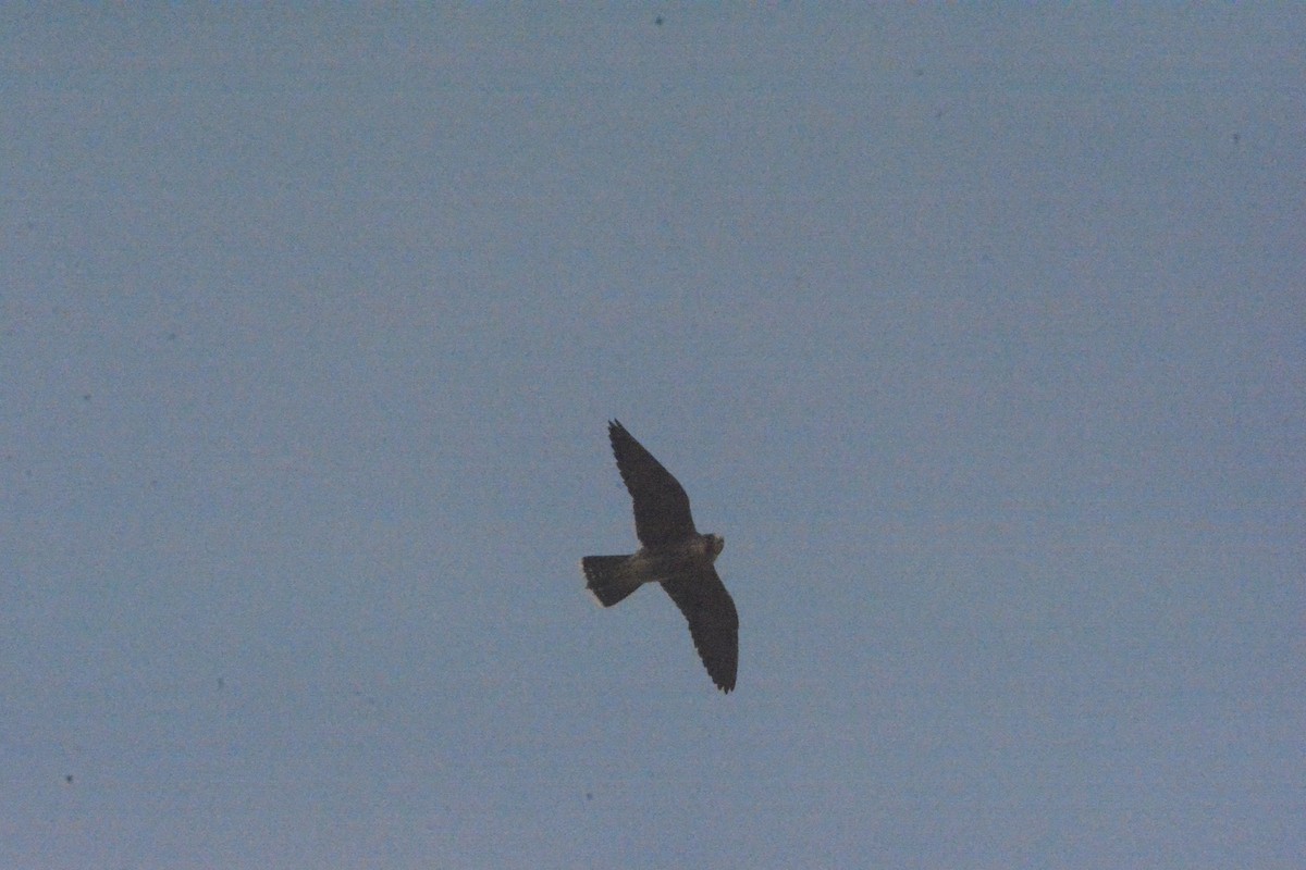 Peregrine Falcon (Barbary) - ML619191425