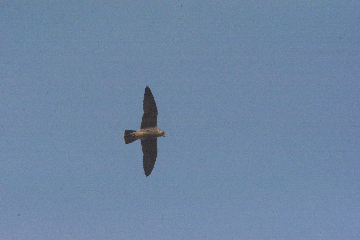 Peregrine Falcon (Barbary) - ML619191427