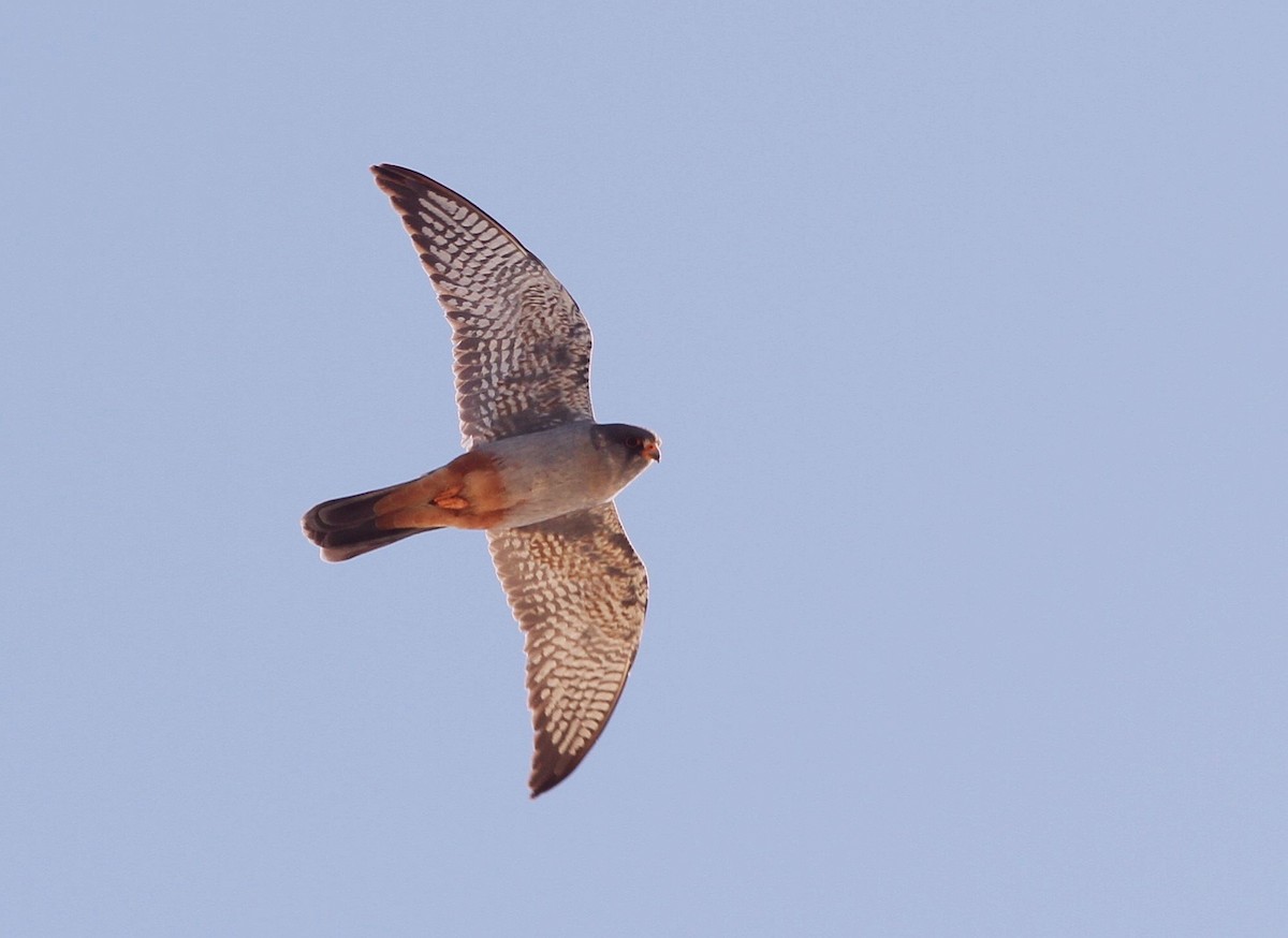 Red-footed Falcon - ML619191445