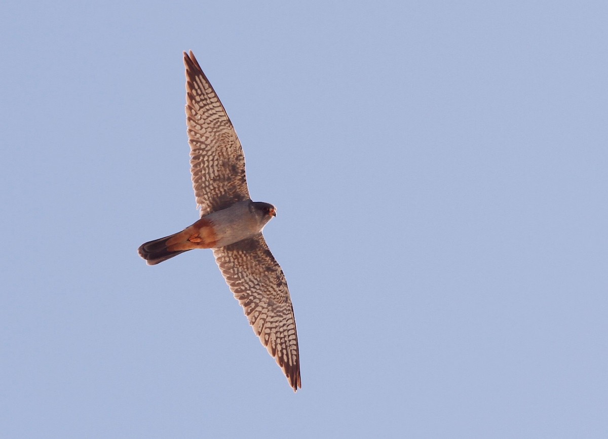 Red-footed Falcon - ML619191453