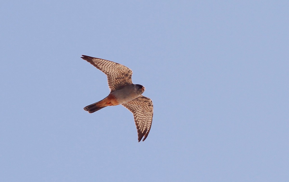Red-footed Falcon - ML619191464
