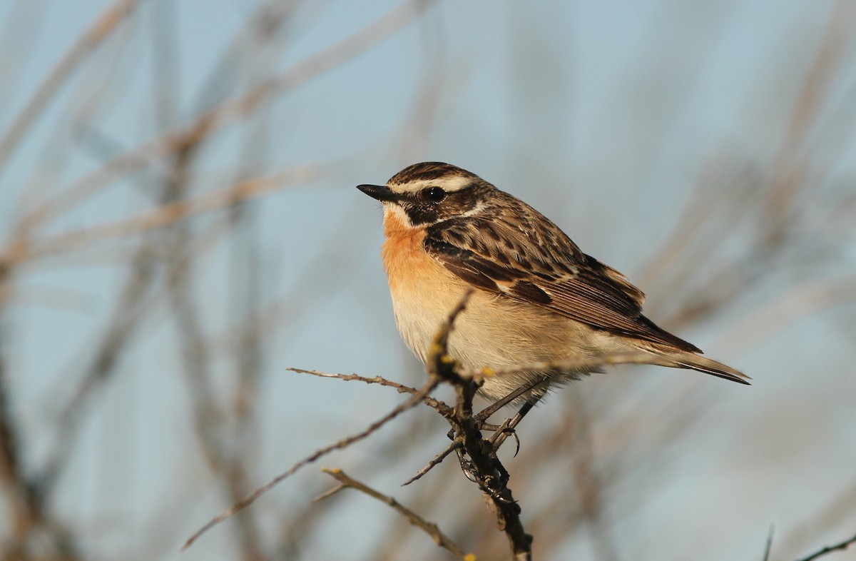 Whinchat - ML619191476
