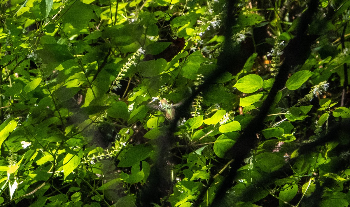 White-eared Hummingbird - ML619191515