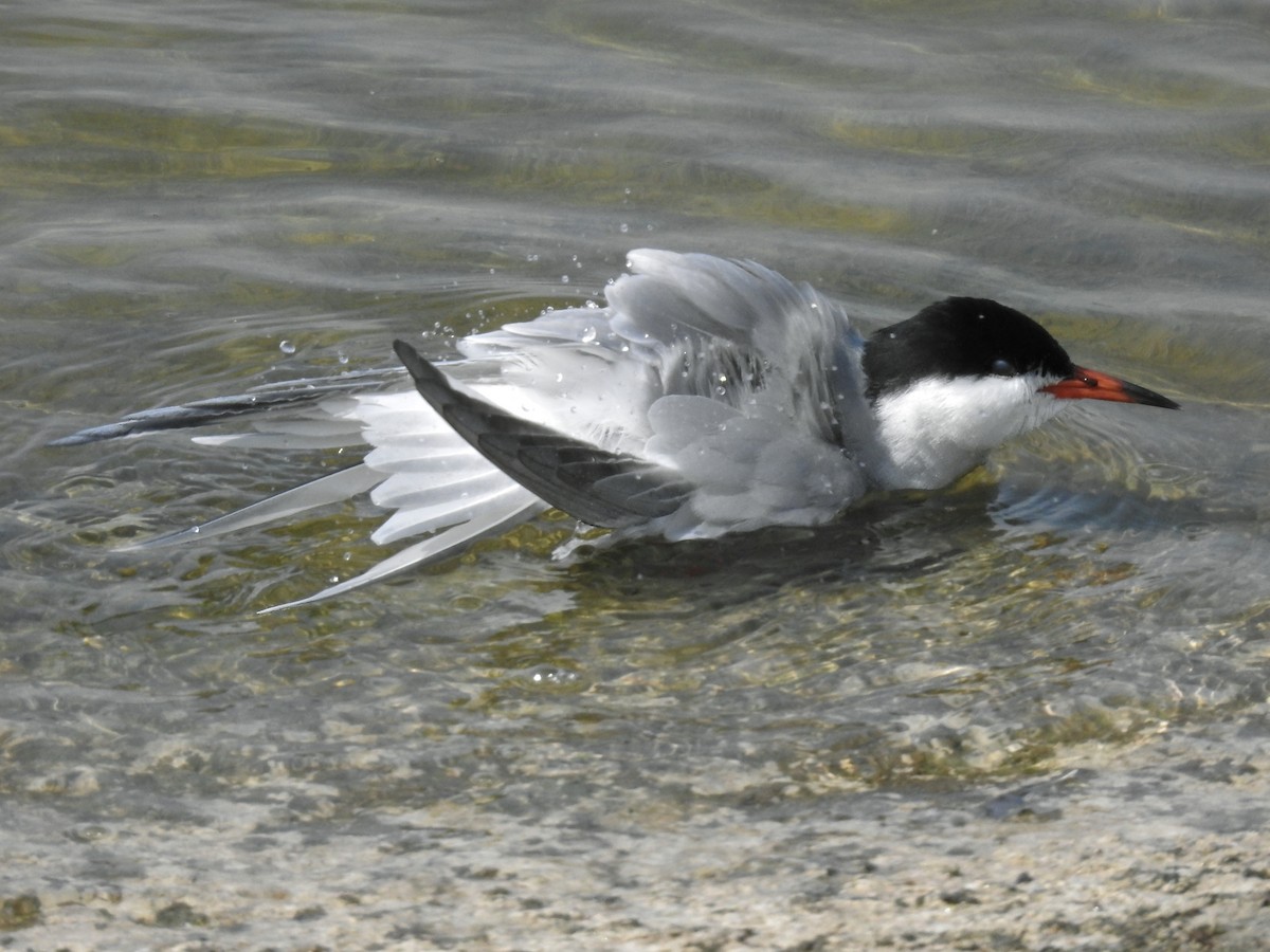 Common Tern - ML619191525