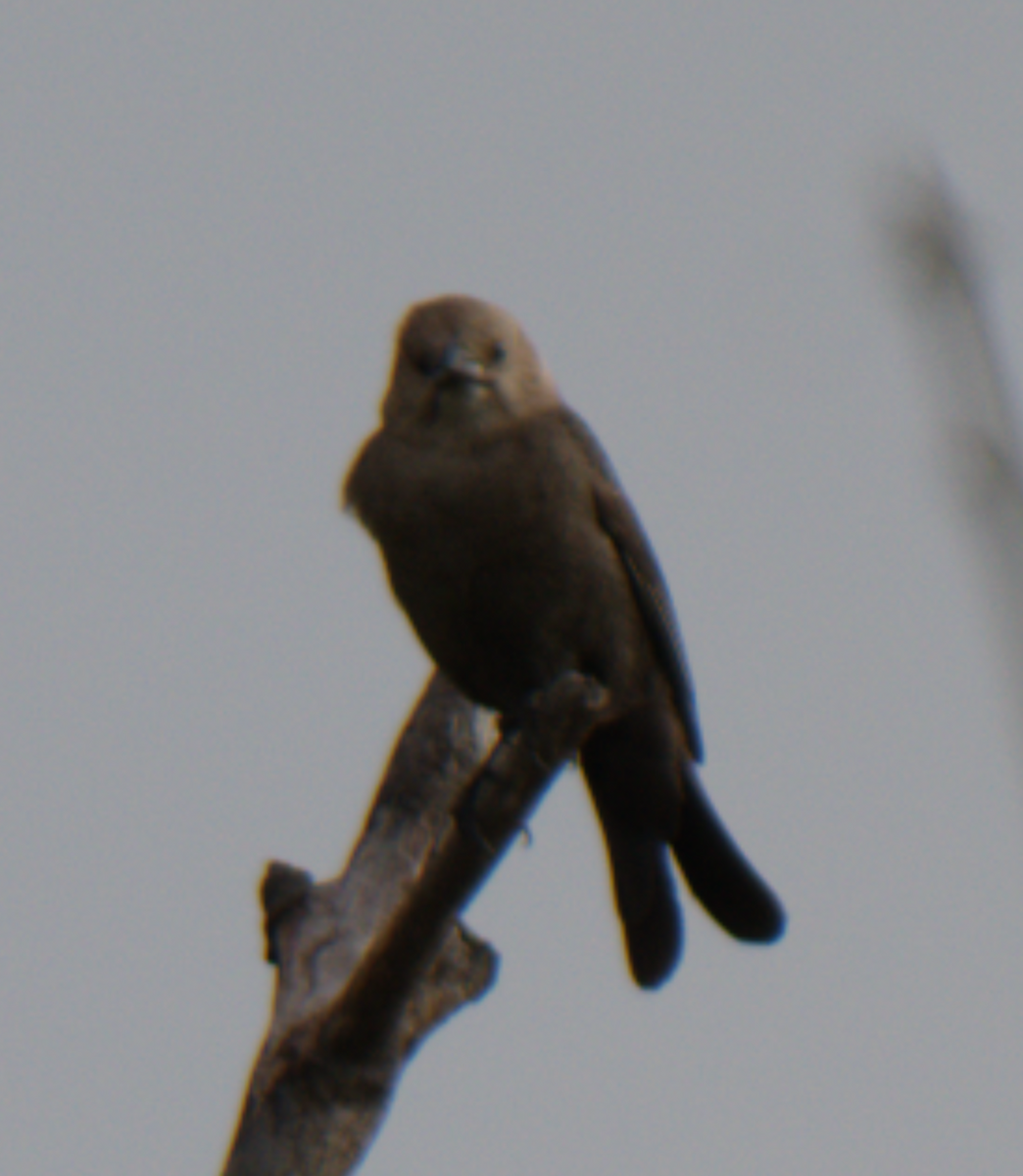 Brown-headed Cowbird - ML619191526